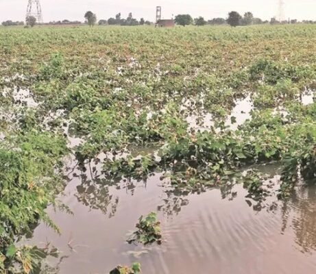 Agriculture land for Sale in Barwala