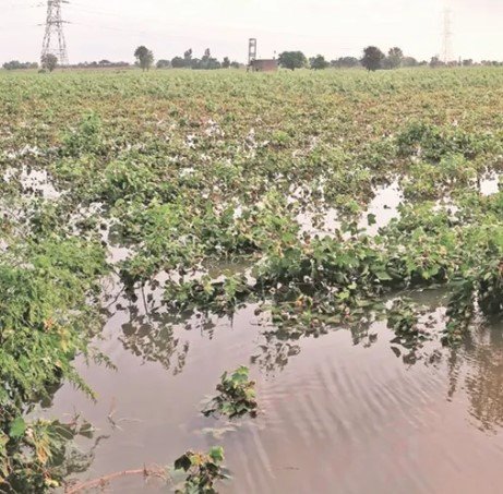 Agriculture land for Sale in Barwala