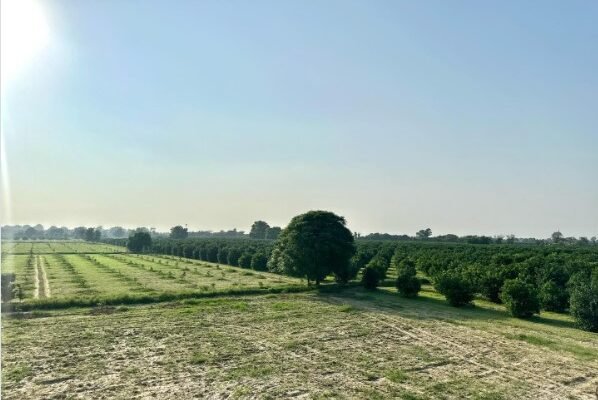 Agriculture Land 25 Acre for Sale in Sirsa