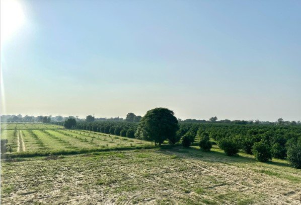 Agriculture Land 25 Acre for Sale in Sirsa