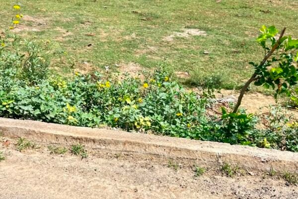 6M plot for sale in Sector33