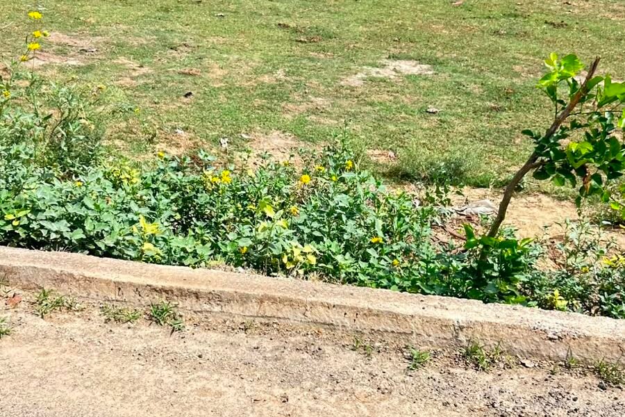 6M plot for sale in Sector33