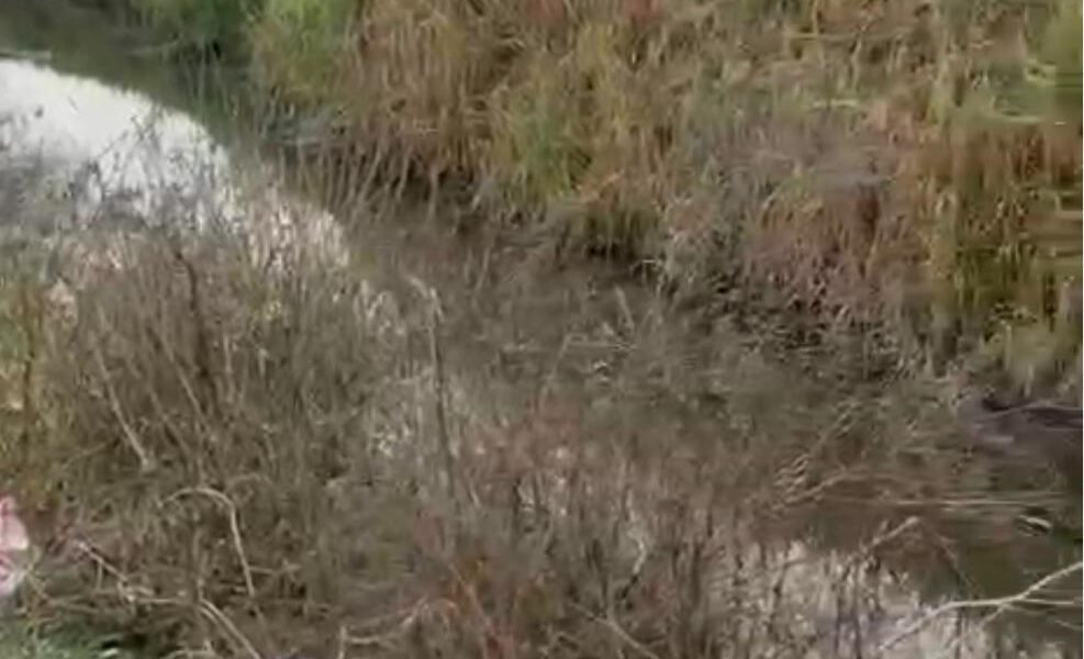 2 Acre Agriculture Land for Sale on Panjuana Road, Sirsa