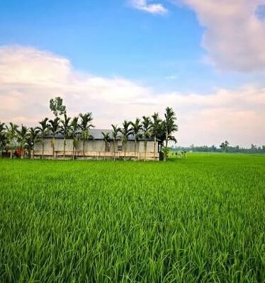 3 Acre Agriculture Land for Sale on Sirsa-Fatehabad Road