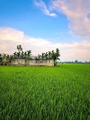 3 Acre Agriculture Land for Sale on Sirsa-Fatehabad Road