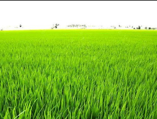 8 Acre Agriculture Land for Sale on Rania Road, Sirsa