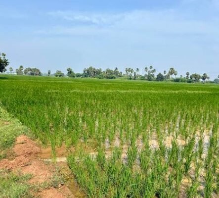 5 Acre Agriculture Land for Sale on Nathusari Chopta Road, Sirsa