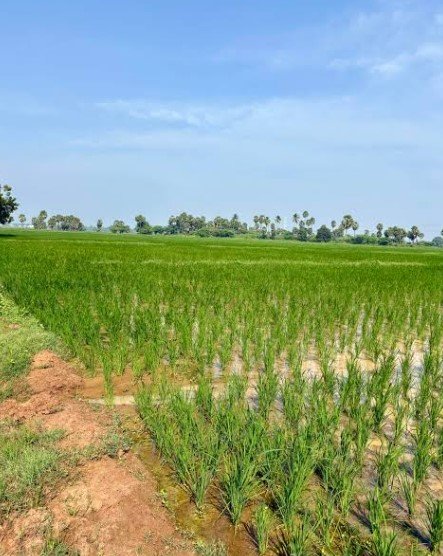 5 Acre Agriculture Land for Sale on Nathusari Chopta Road, Sirsa