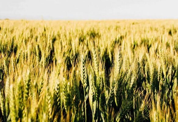 4 Acre Premium Agriculture Land for Sale on Chormar Khera Road, Sirsa