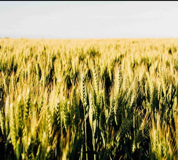 4 Acre Premium Agriculture Land for Sale on Chormar Khera Road, Sirsa