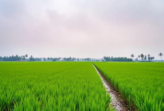 6 Acre Agriculture Land for Sale on Ellenabad Road, Sirsa